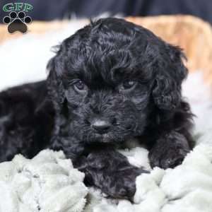 Rosa, Cavapoo Puppy